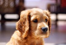 Pollution Affecting Tigers