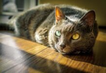 Why We Love Farm Animals